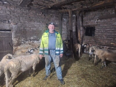 Gazdinstvo Gradiše Stojanovića - teljenje krave