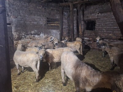 Gazdinstvo Gradiše Stojanovića - teljenje krave