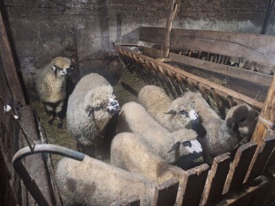 Gazdinstvo Gradiše Stojanovića - teljenje krave