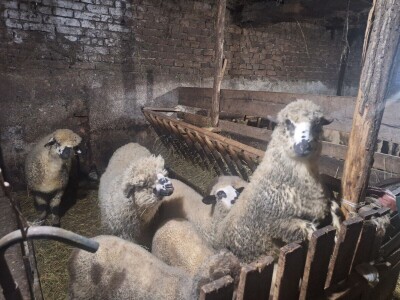 Gazdinstvo Gradiše Stojanovića - teljenje krave