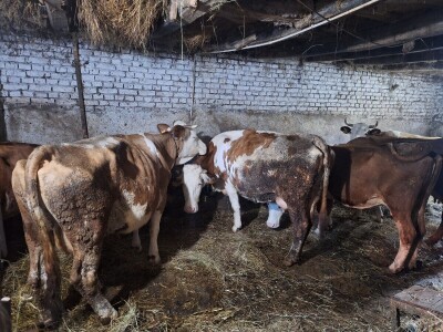 Gazdinstvo Gradiše Stojanovića - teljenje krave