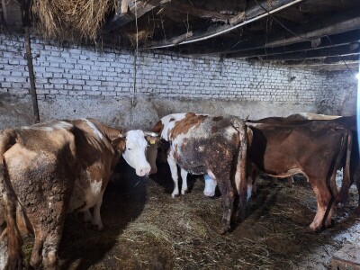 Gazdinstvo Gradiše Stojanovića - teljenje krave