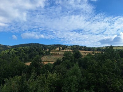 Gazdinstvo Gradiše Stojanovića - teljenje krave