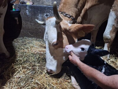 Gazdinstvo Gradiše Stojanovića - teljenje krave