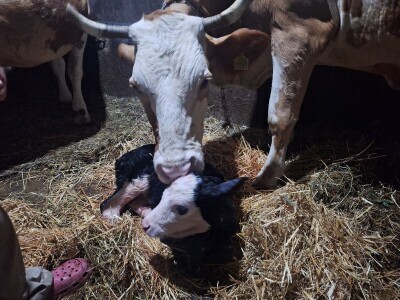 Gazdinstvo Gradiše Stojanovića - teljenje krave