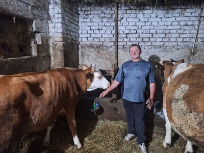 Gazdinstvo Gradiše Stojanovića - teljenje krave