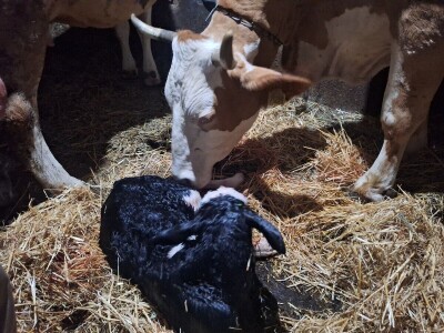 Gazdinstvo Gradiše Stojanovića - teljenje krave