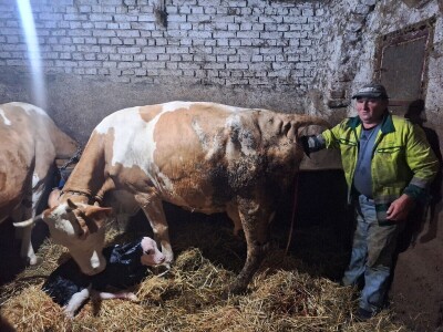 Gazdinstvo Gradiše Stojanovića - teljenje krave