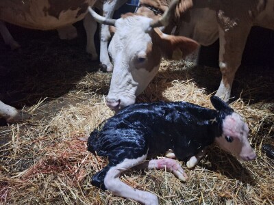 Gazdinstvo Gradiše Stojanovića - teljenje krave