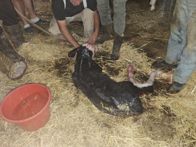 Gazdinstvo Gradiše Stojanovića - teljenje krave