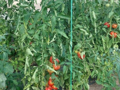 Gazdinstvo Kovačević