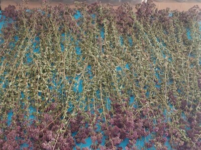 Gazdinstvo Kovačević