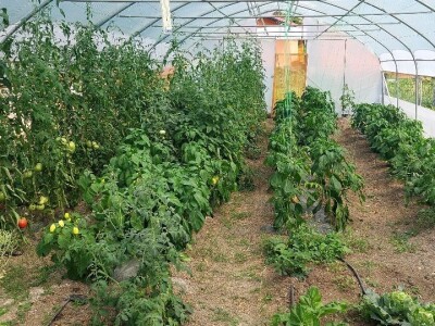 Gazdinstvo Kovačević