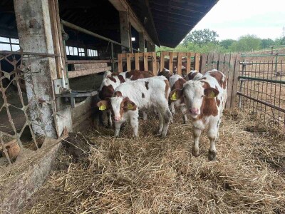 Gazdinstvo Nekšanović - tov junadi, žetva suncokreta