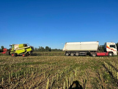 Gazdinstvo Nekšanović - tov junadi, žetva suncokreta