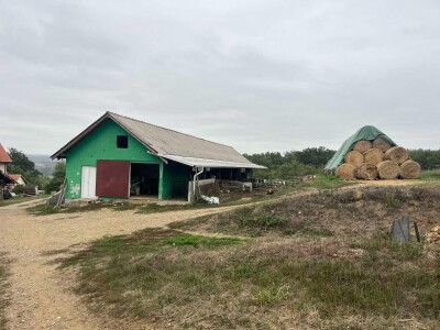 Gazdinstvo Nekšanović - tov junadi, žetva suncokreta