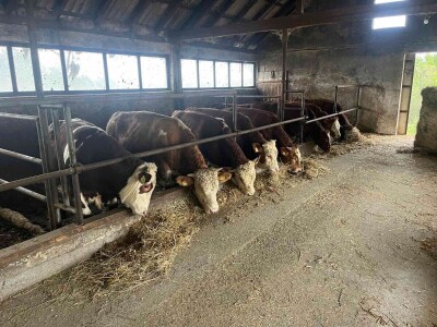 Gazdinstvo Nekšanović - tov junadi, žetva suncokreta