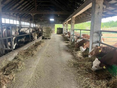 Gazdinstvo Nekšanović - tov junadi, žetva suncokreta