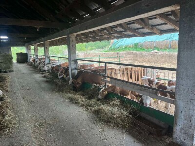 Gazdinstvo Nekšanović - tov junadi, žetva suncokreta