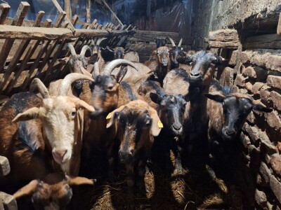 Gazdinstvo porodice Adamović iz Vine