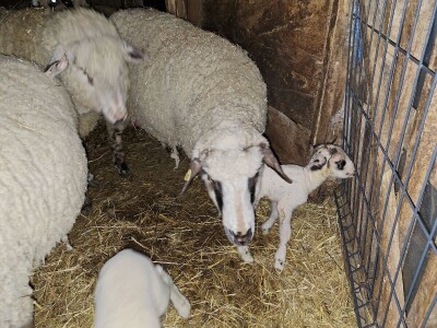 Gazdinstvo porodice Adamović iz Vine