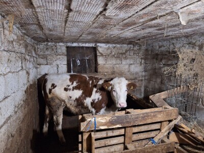 Gazdinstvo porodice Adamović iz Vine