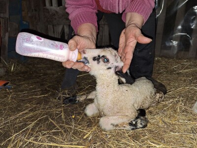 Gazdinstvo porodice Adamović iz Vine