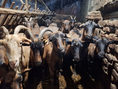 Gazdinstvo porodice Adamović iz Vine