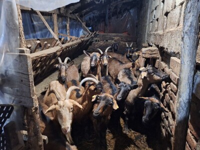 Gazdinstvo porodice Adamović iz Vine