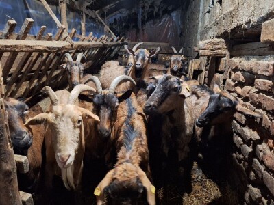 Gazdinstvo porodice Adamović iz Vine