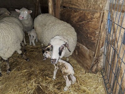 Gazdinstvo porodice Adamović iz Vine