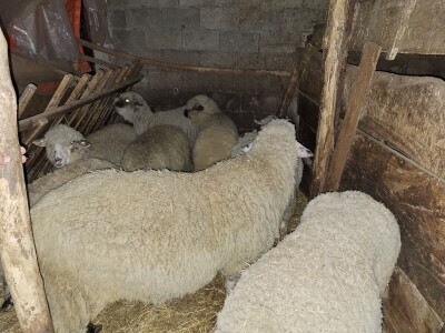 Gazdinstvo porodice Adamović iz Vine