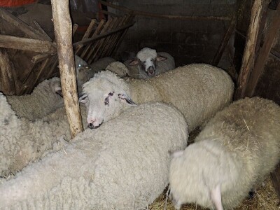 Gazdinstvo porodice Adamović iz Vine