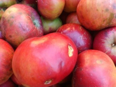 Jabuke proizvedene bez zaštite pesticidima