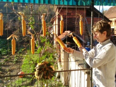 Kukuruz je ove godine dobro urodio