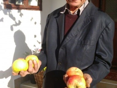 Dvije različite sorte jabuke srčike