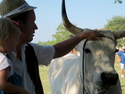 Smotra istarskih volova