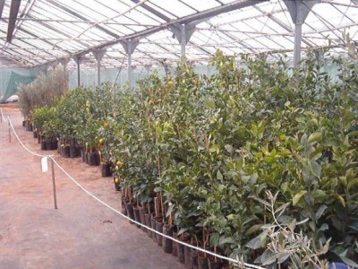 Proizvođač sadnica