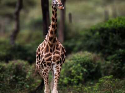 Agrarni novinari u Keniji