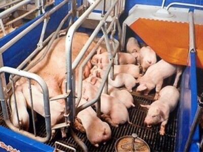 Farma za proizvodnju i tov prasadi, Haljevo