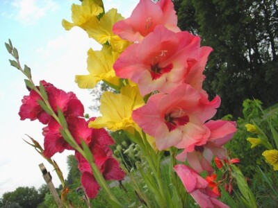 Gladiola