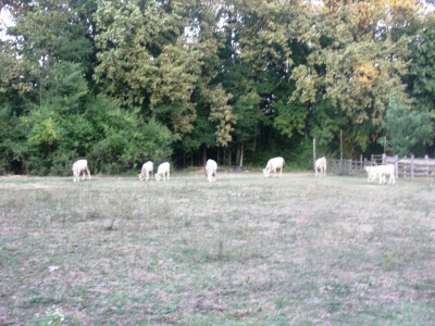 Farma Glavačević - Slukin