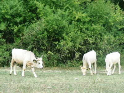 Farma Glavačević - Slukin