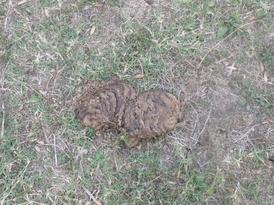 Farma Glavačević - Slukin