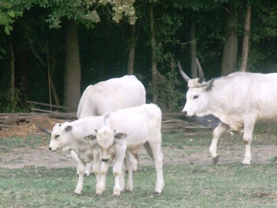 Podolac kod Glavačevića