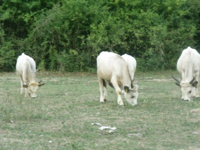 Podolac kod Glavačevića