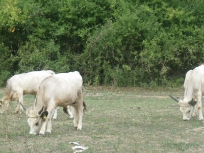 Podolac kod Glavačevića