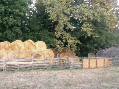 Podolac kod Glavačevića