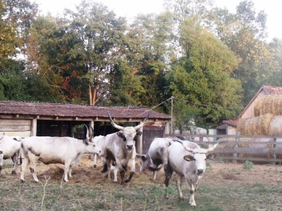 Farma Glavačević - Slukin