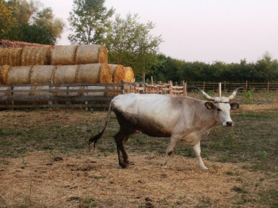 Farma Glavačević - Slukin